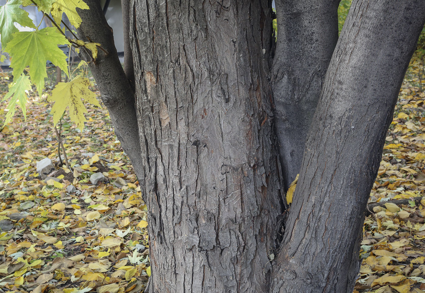 Image of Acer saccharinum specimen.