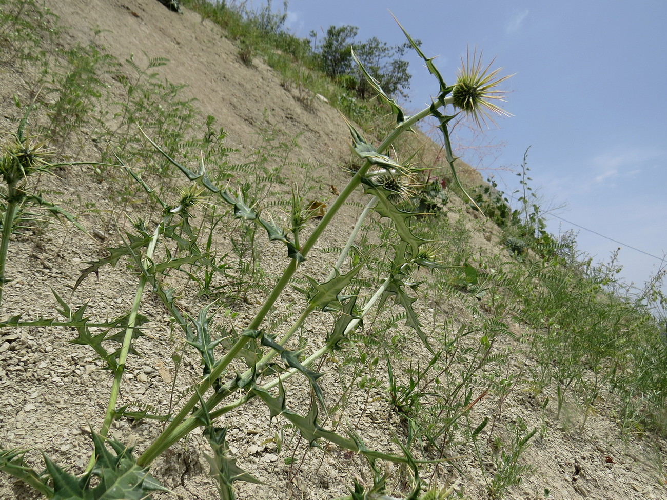 Image of Echinops maracandicus specimen.