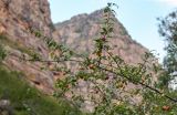 Prunus sogdiana. Верхушка ветви с плодами. Киргизия, Джалал-Абадская обл., Западный Тянь-Шань, долина р. Афлатун, ≈ 1300 м н.у.м., каменистый склон. 11.07.2022.