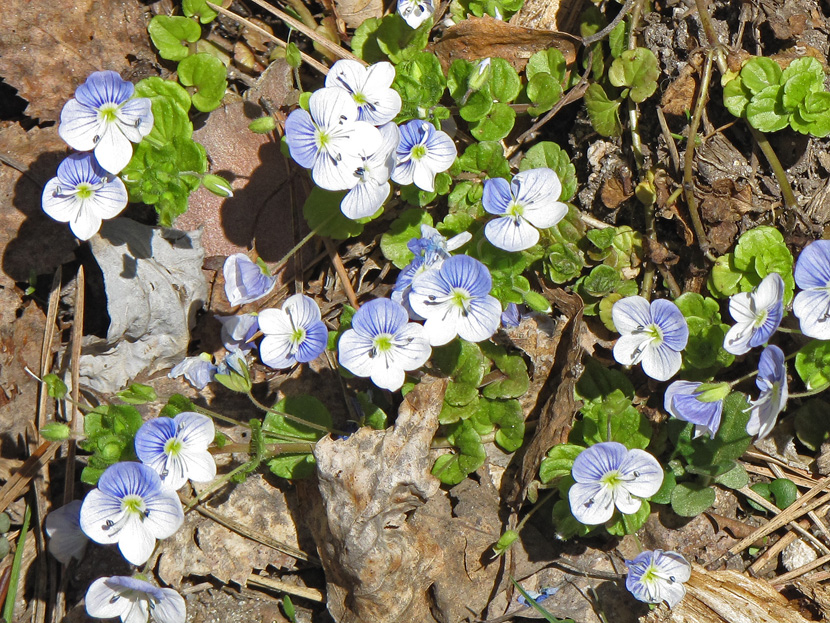 Image of Veronica filiformis specimen.