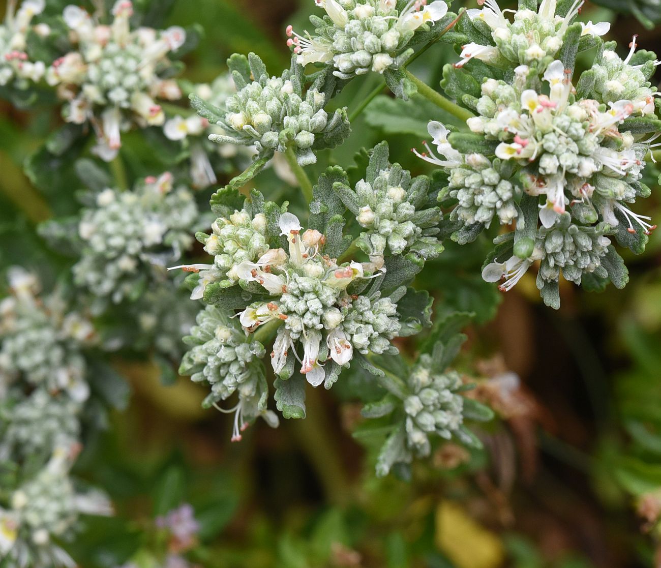 Изображение особи Teucrium capitatum.