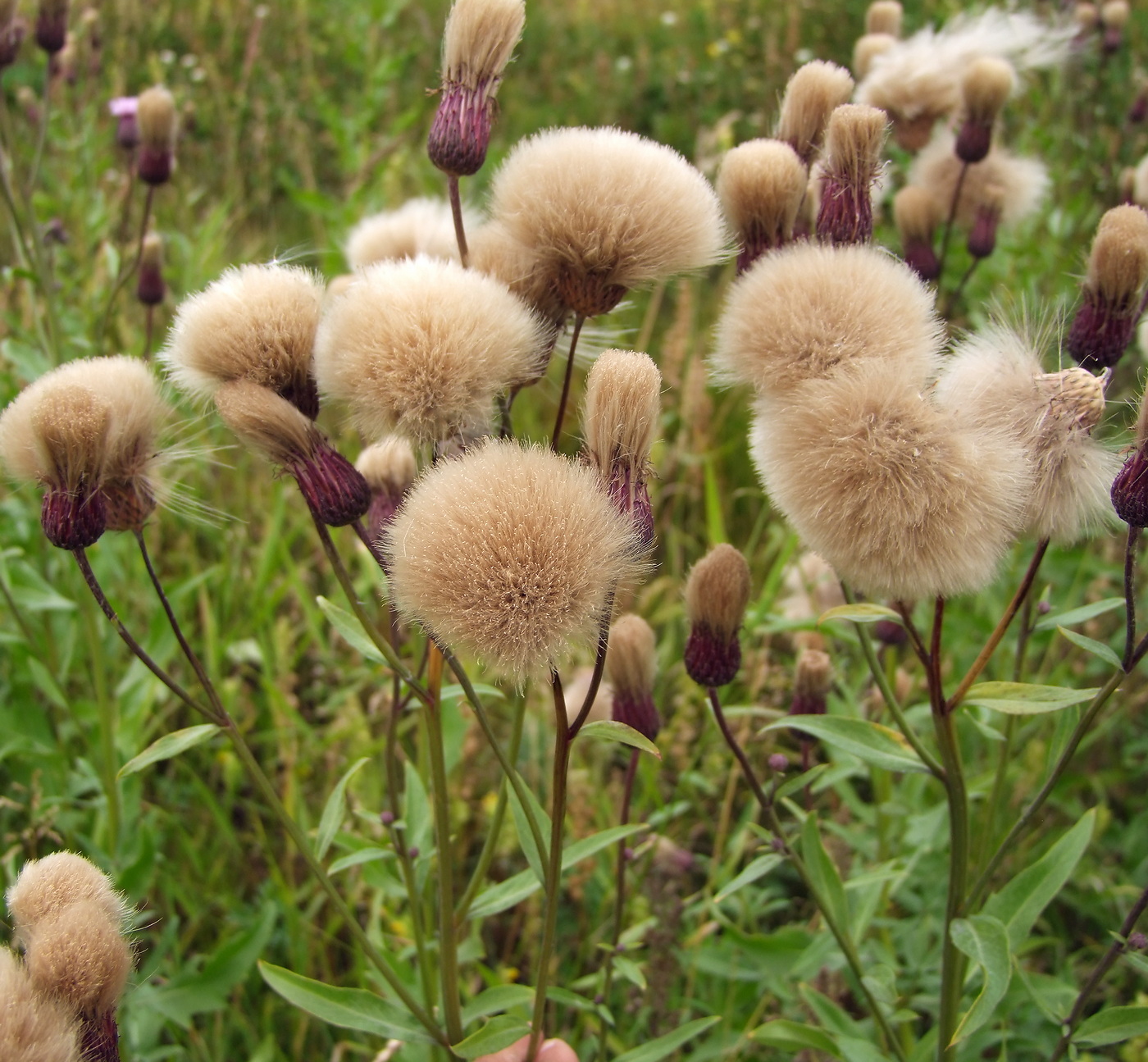 Image of Cirsium setosum specimen.