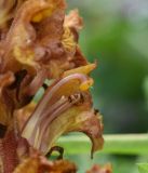 Orobanche alba subspecies xanthostigma. Внутренняя часть цветка. Республика Ингушетия, Джейрахский р-н, окр. альплагеря \"Кязи\", выс. 1980 м н.у.м, долина ручья, луг. 23 июля 2022 г.