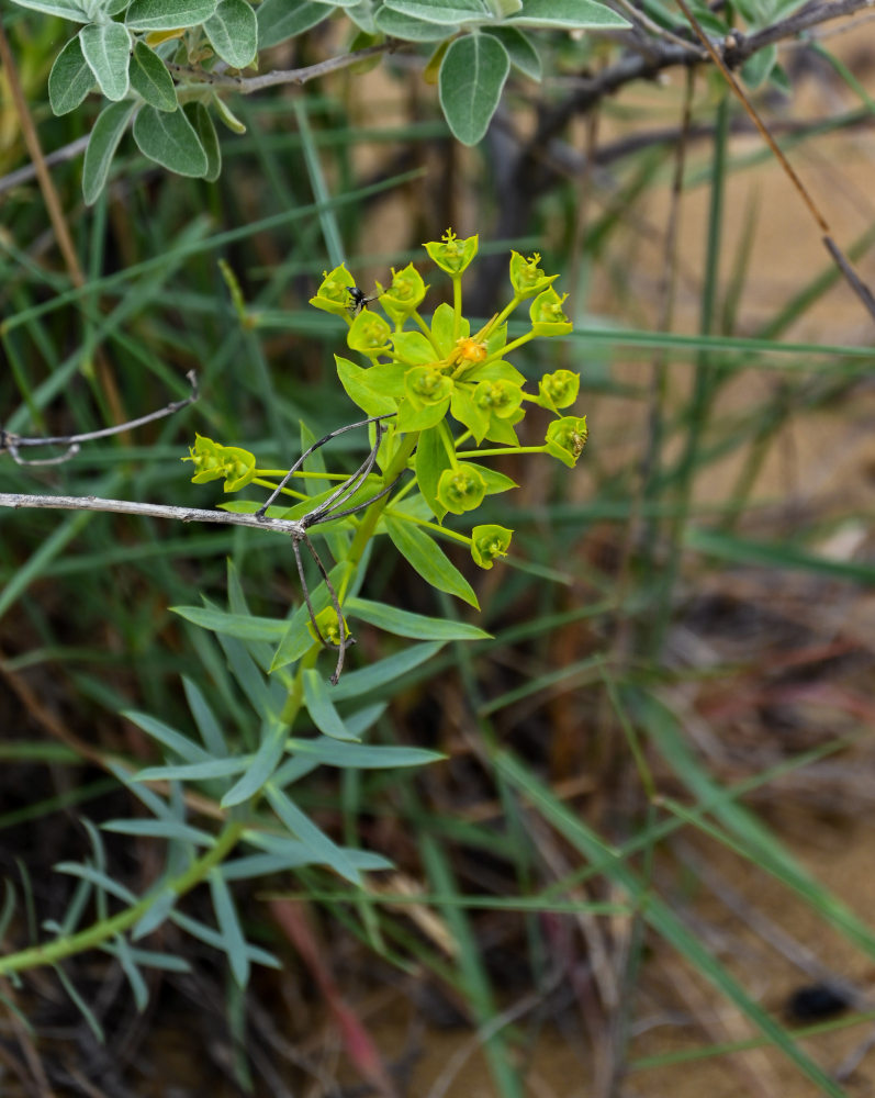 Image of Euphorbia seguieriana specimen.