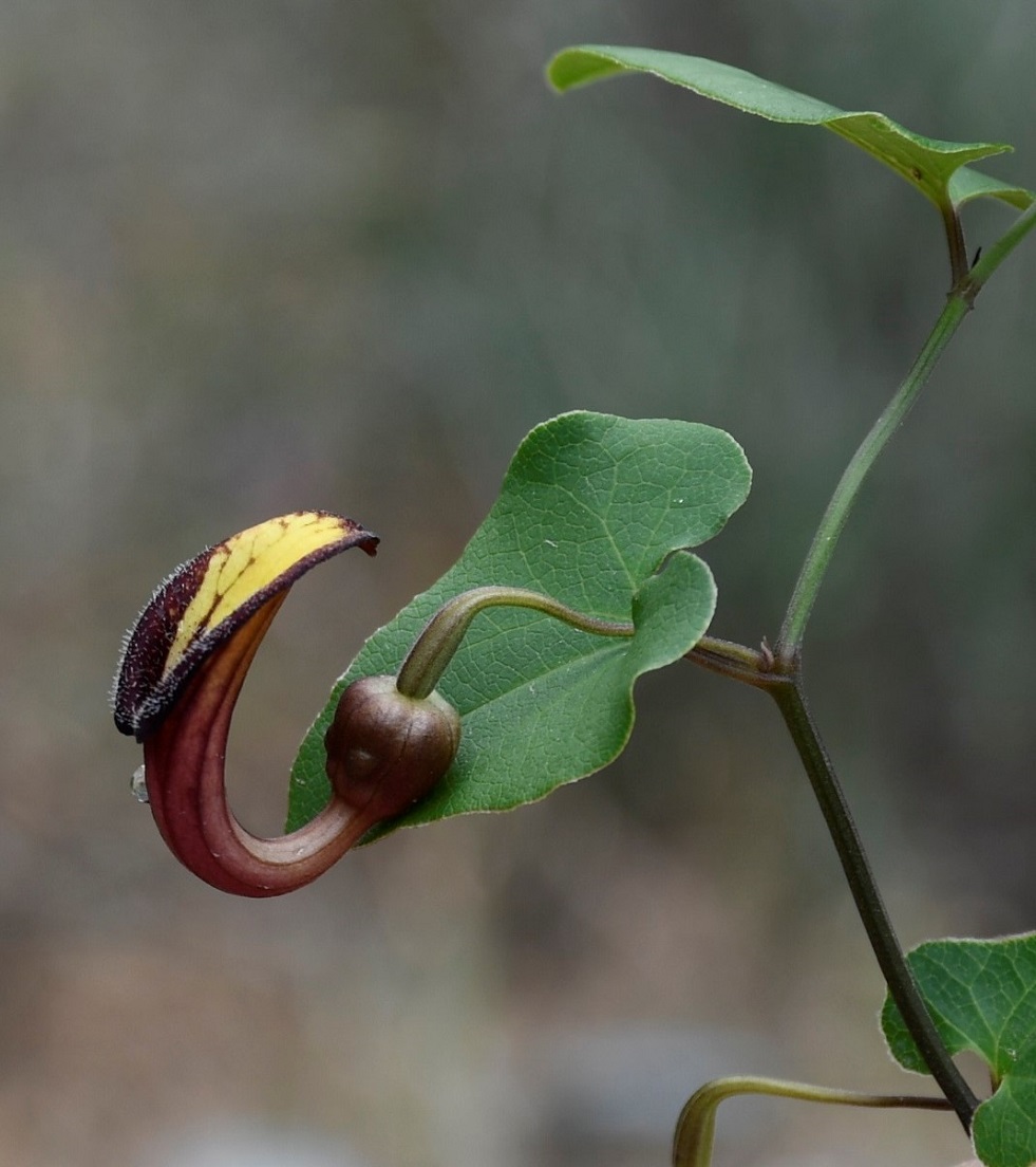 Изображение особи Aristolochia sempervirens.