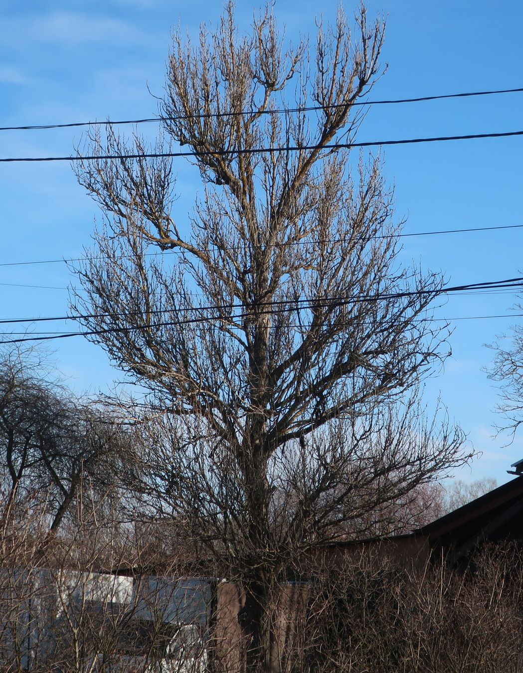 Image of genus Populus specimen.