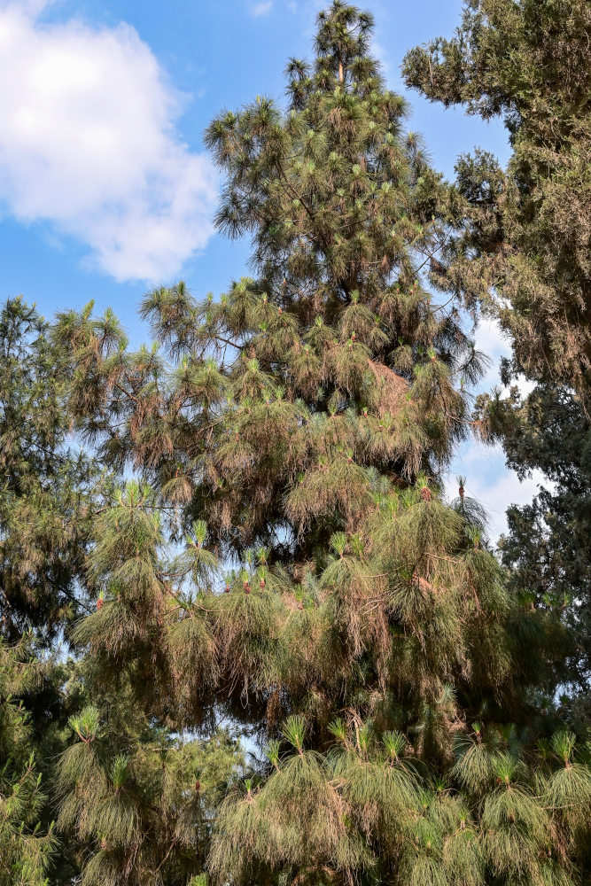 Изображение особи Pinus canariensis.