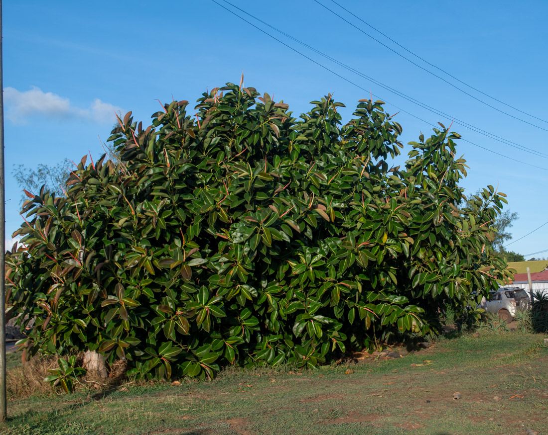 Image of Ficus elastica specimen.