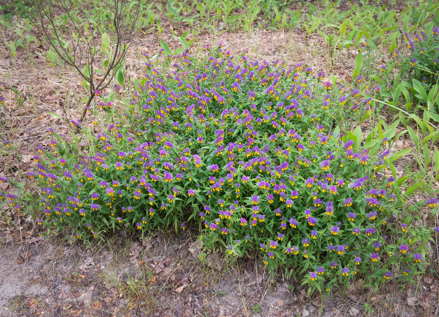 Image of Melampyrum nemorosum specimen.