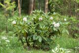 genus Rhododendron. Цветущее растение. Санкт-Петербург, Курортный р-н, г. Сестрорецк, парк \"Дубки\". 23.06.2023.