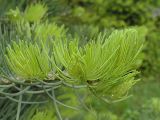 Abies concolor. Верхушки побегов с молодой хвоей. Владивосток, Ботанический сад-институт ДВО РАН. 26 мая 2007 г.