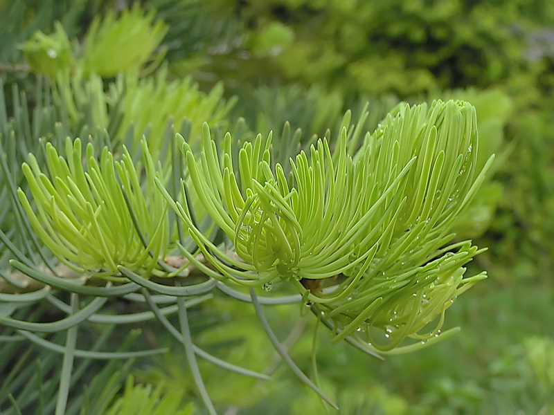 Image of Abies concolor specimen.