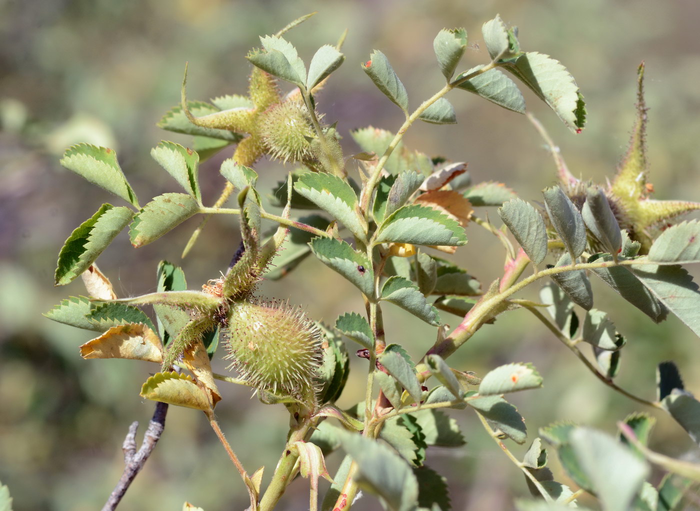 Image of Rosa fedtschenkoana specimen.