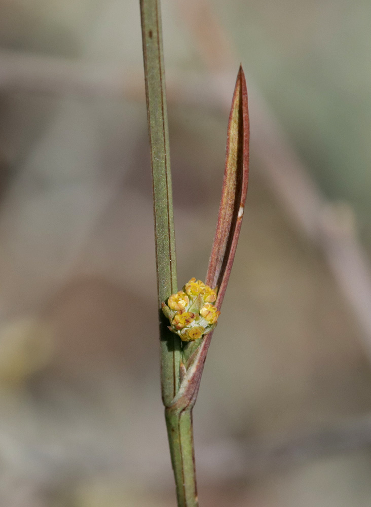 Image of Bupleurum tenuissimum specimen.