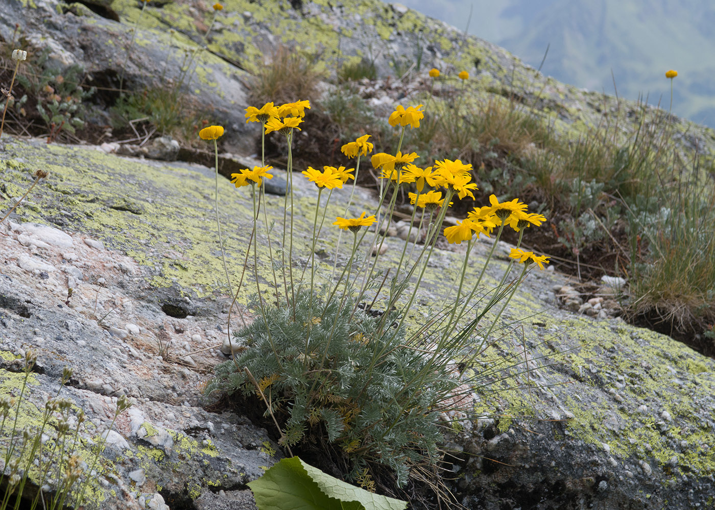 Изображение особи Anthemis sosnovskyana.