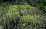 Equisetum pratense