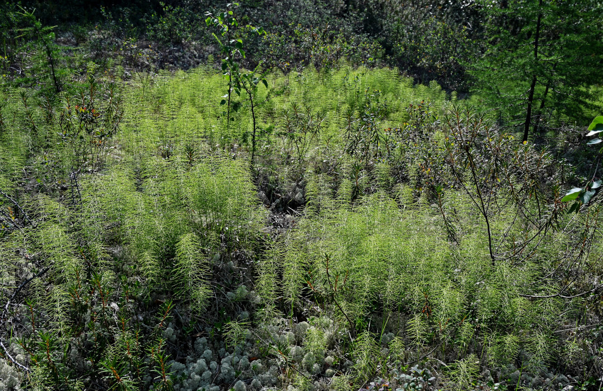 Image of Equisetum pratense specimen.