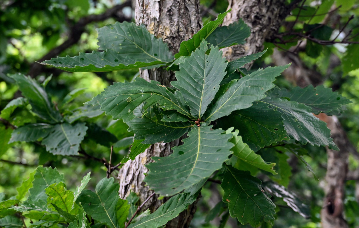 Image of Quercus crispula specimen.