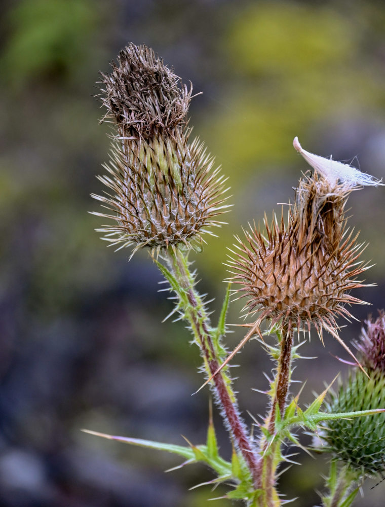 Image of Cirsium vulgare specimen.