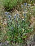 Echinops sphaerocephalus. Расцветающее растение. Дагестан, Гунибский р-н, с. Гамсутль, ≈ 1400 м н.у.м., луговой склон. 29.07.2022.