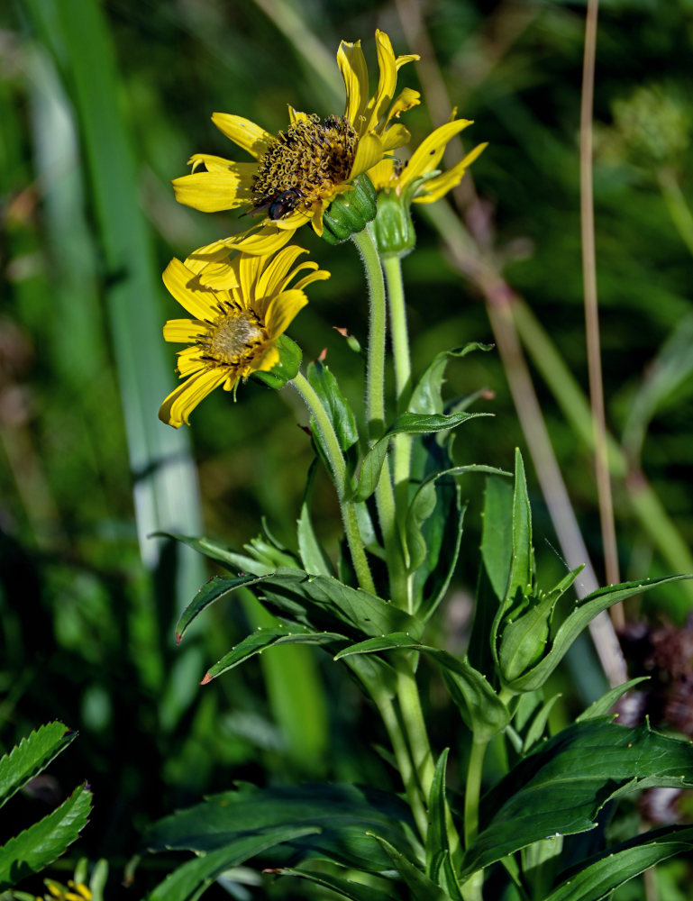 Изображение особи Arnica sachalinensis.