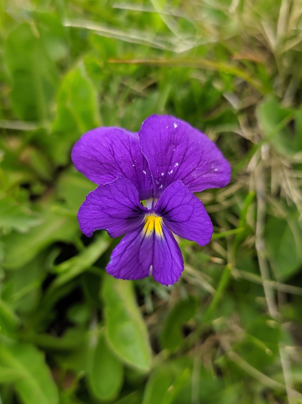 Изображение особи Viola oreades.