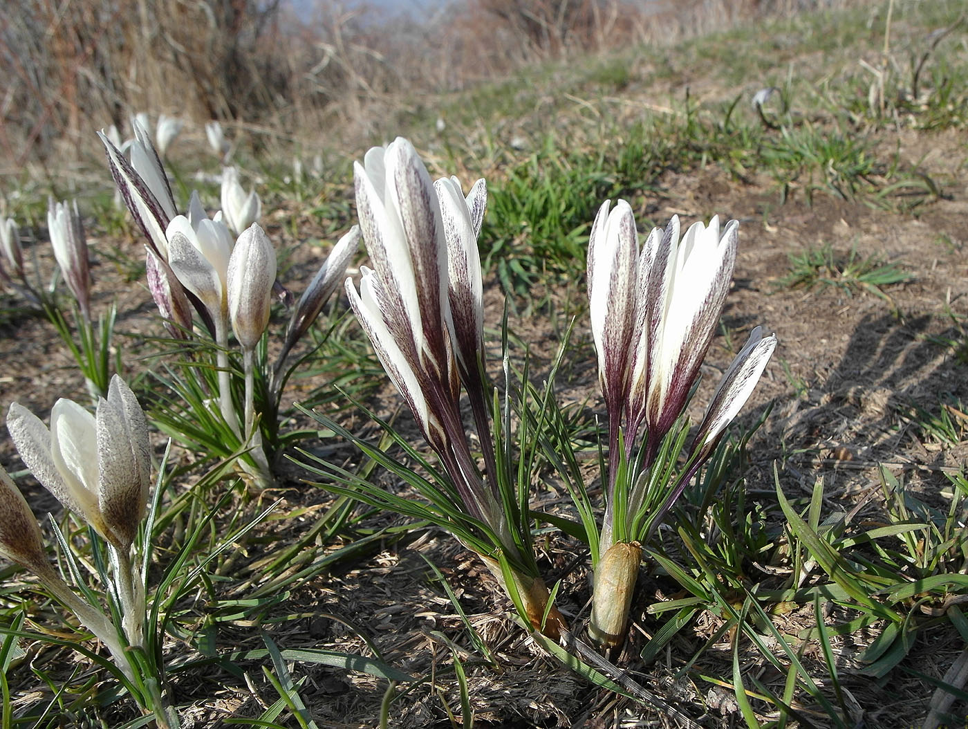 Image of Crocus alatavicus specimen.