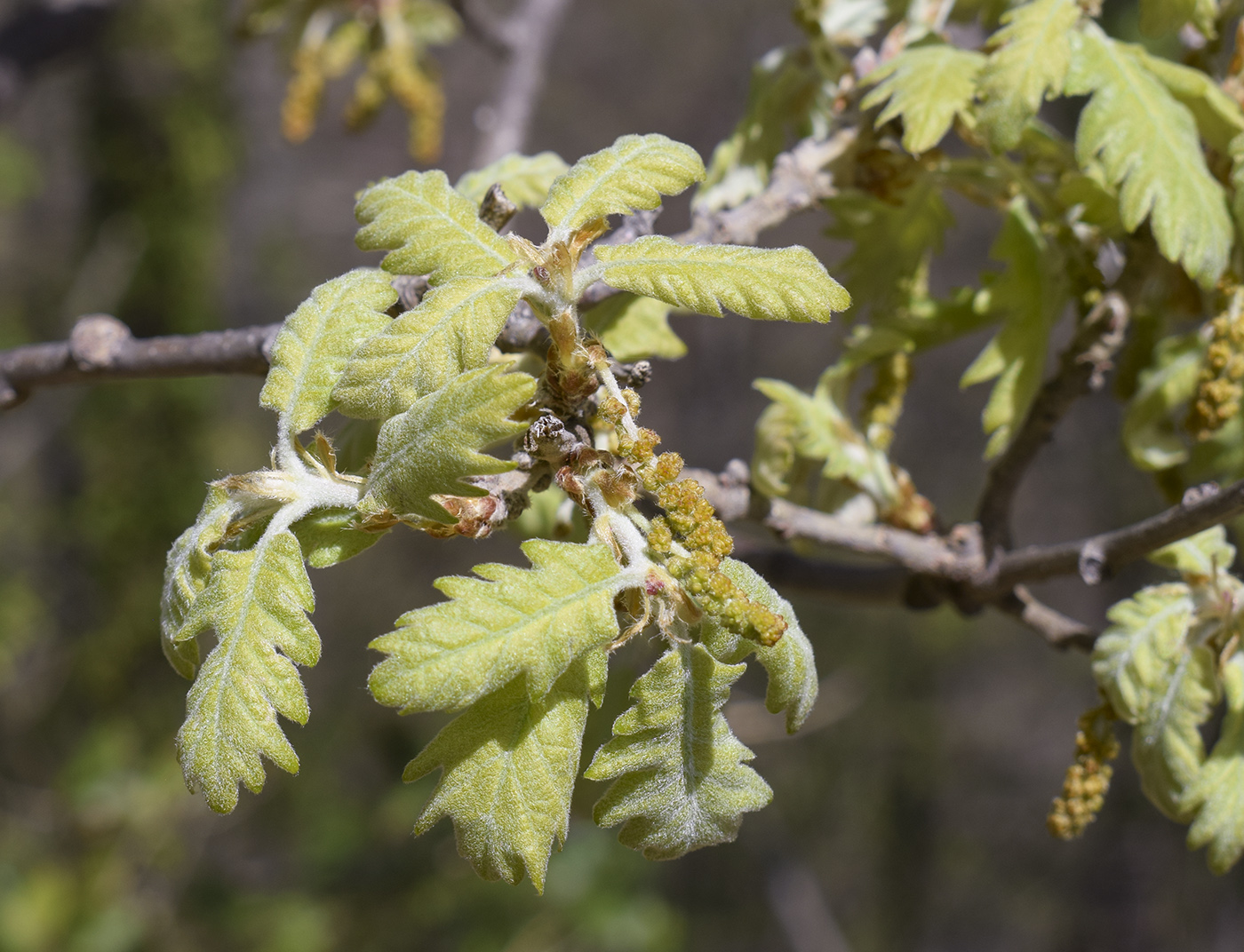 Image of Quercus pubescens specimen.