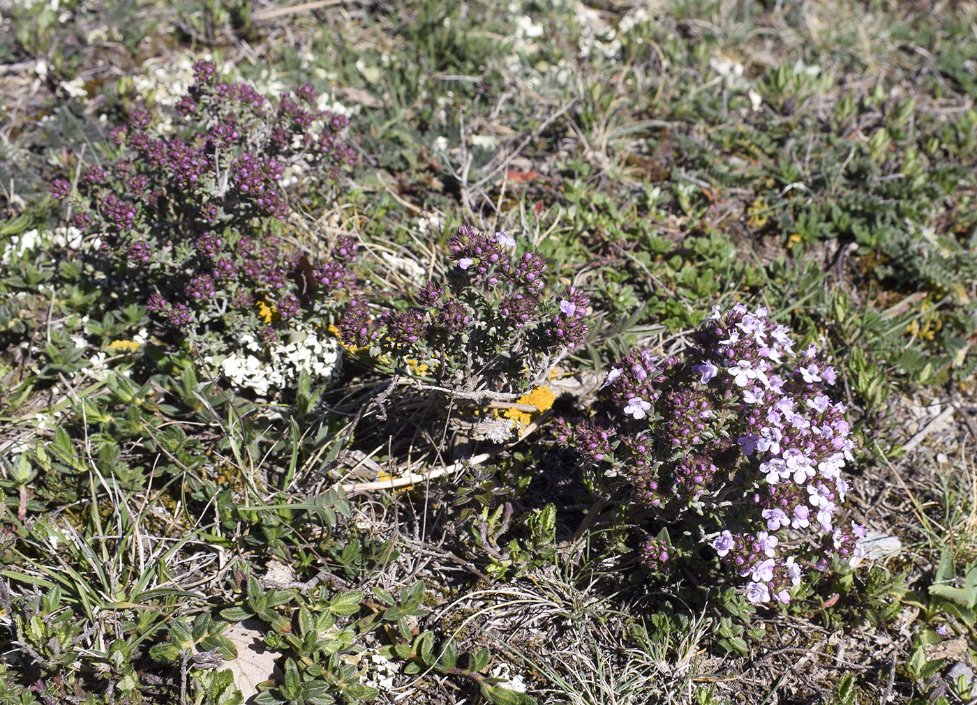 Изображение особи Thymus vulgaris.