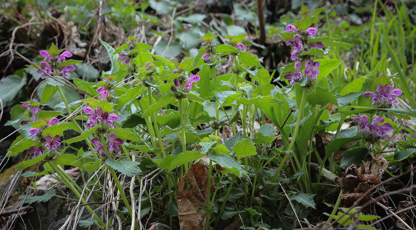 Image of Lamium maculatum specimen.