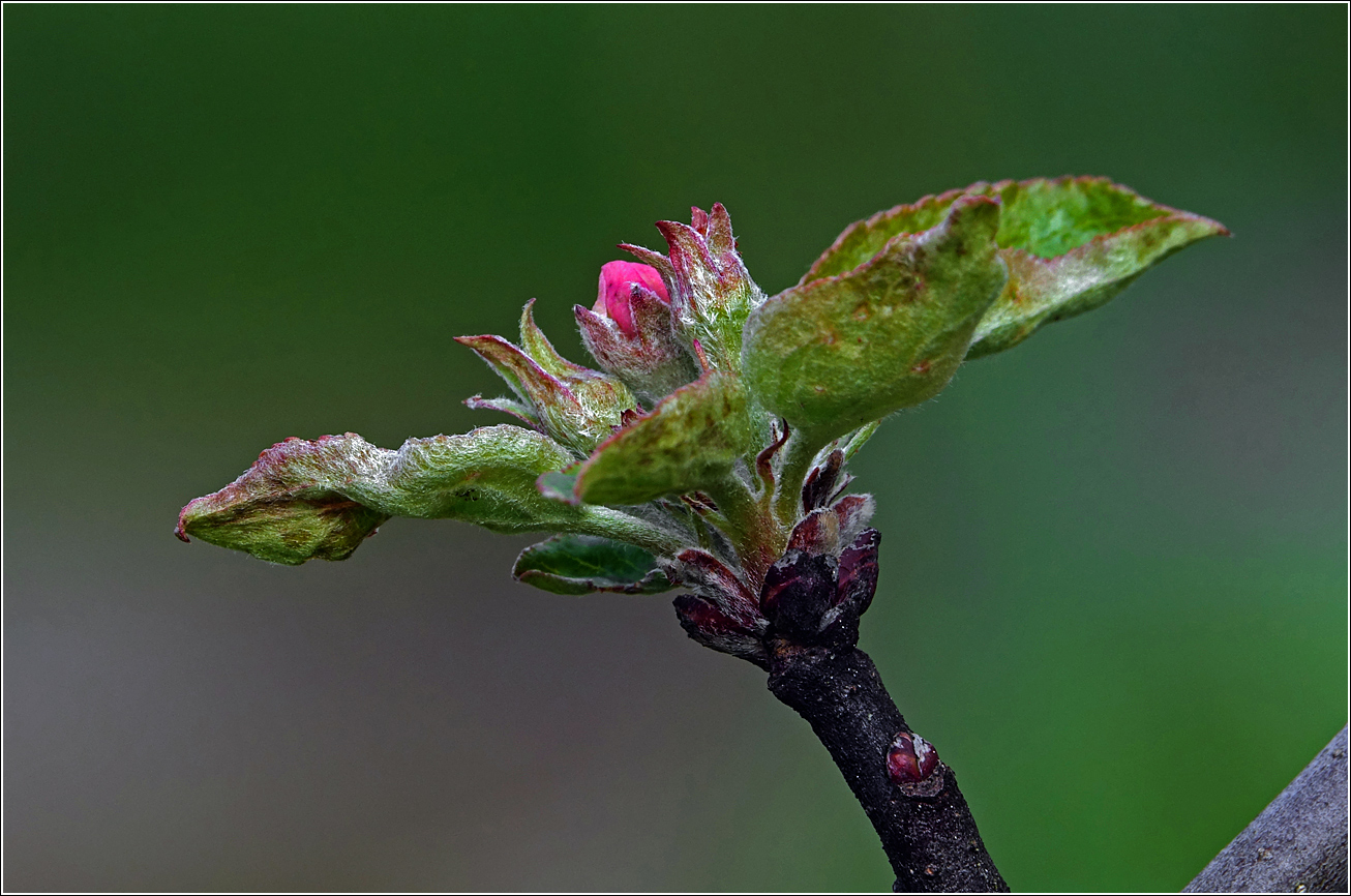 Изображение особи Malus domestica.