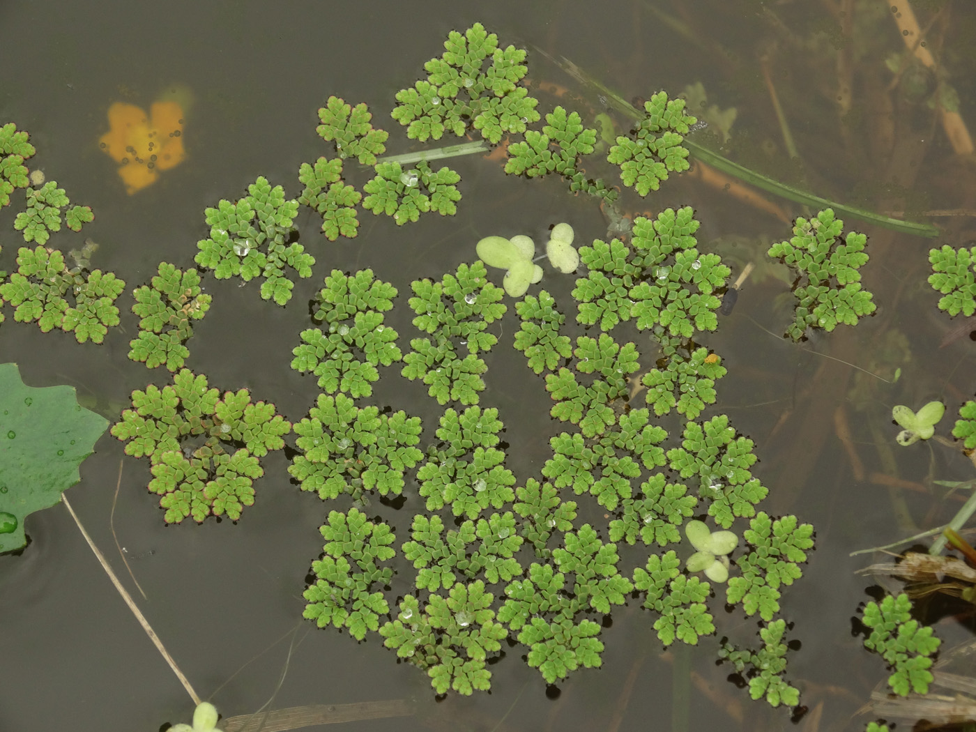 Изображение особи Azolla filiculoides.