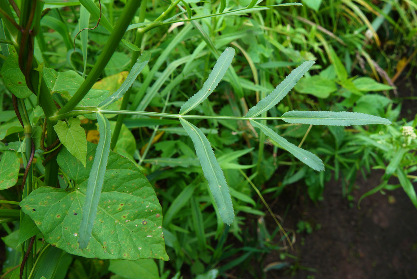 Изображение особи Sium latifolium.