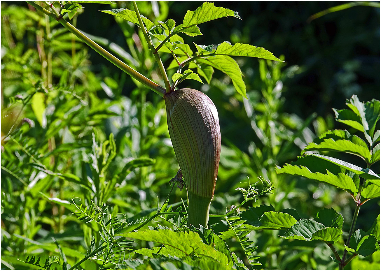 Image of Angelica sylvestris specimen.