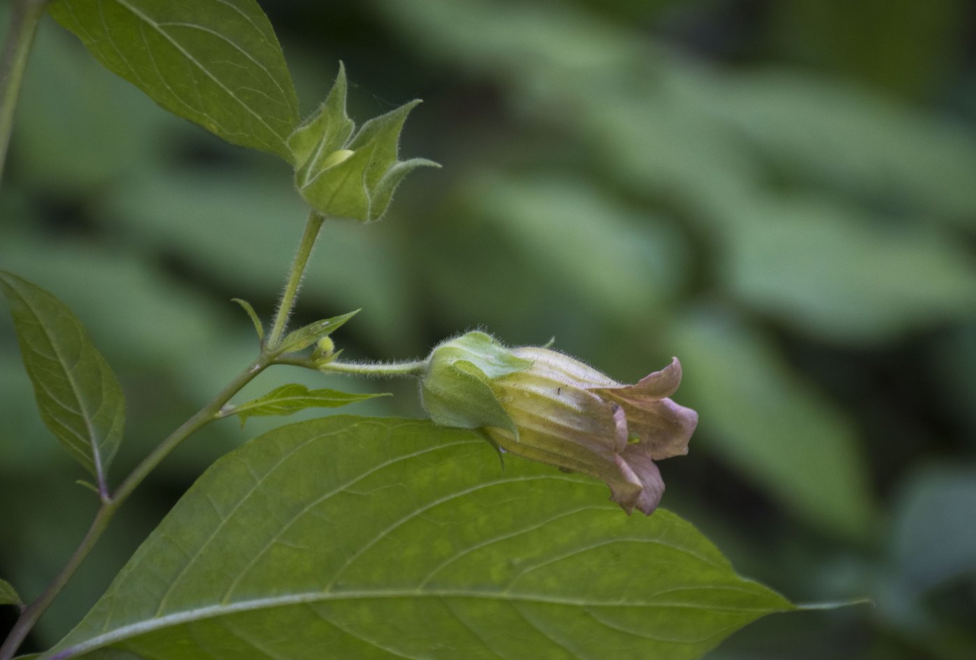 Image of Atropa caucasica specimen.