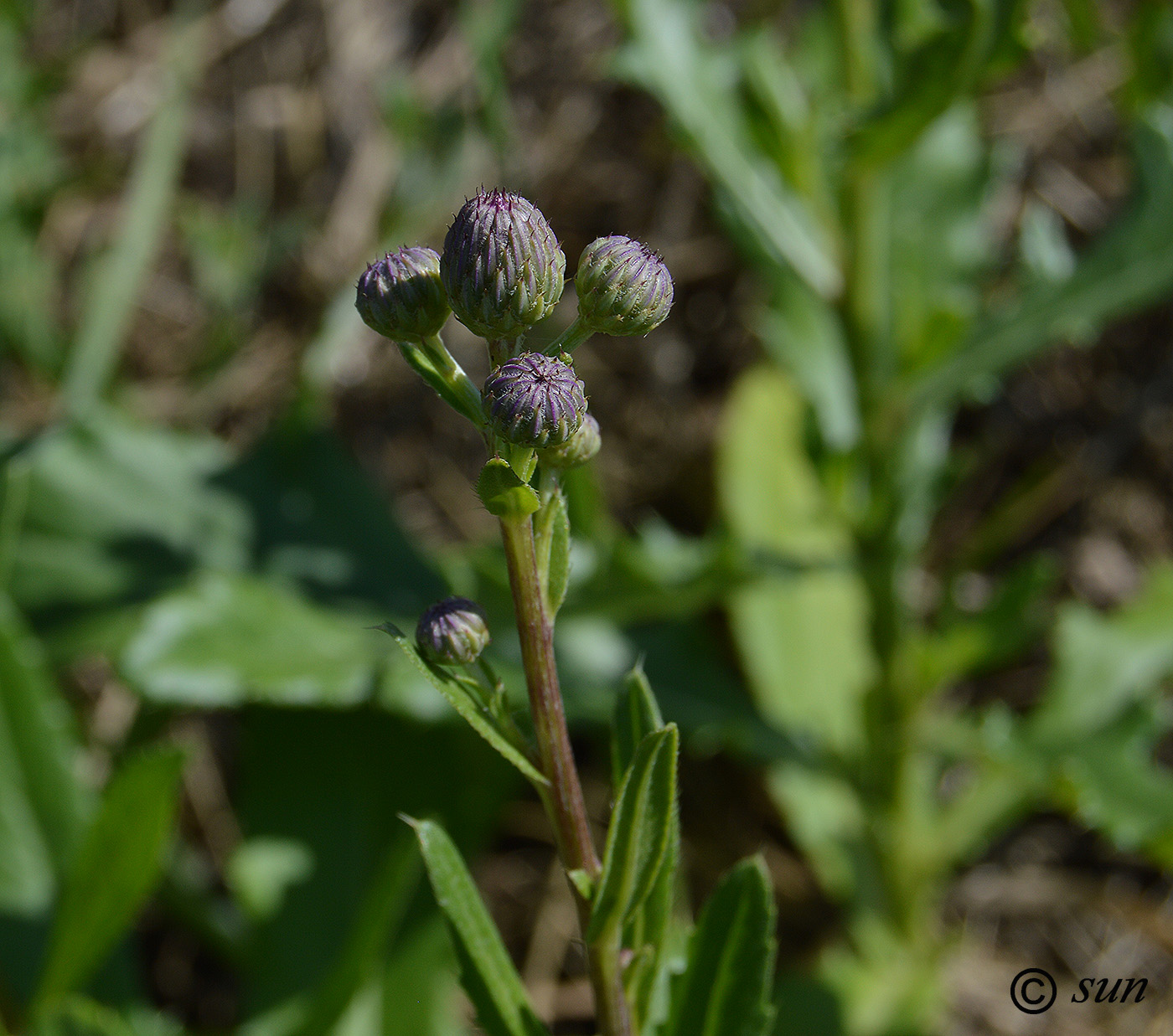 Image of Cirsium arvense specimen.