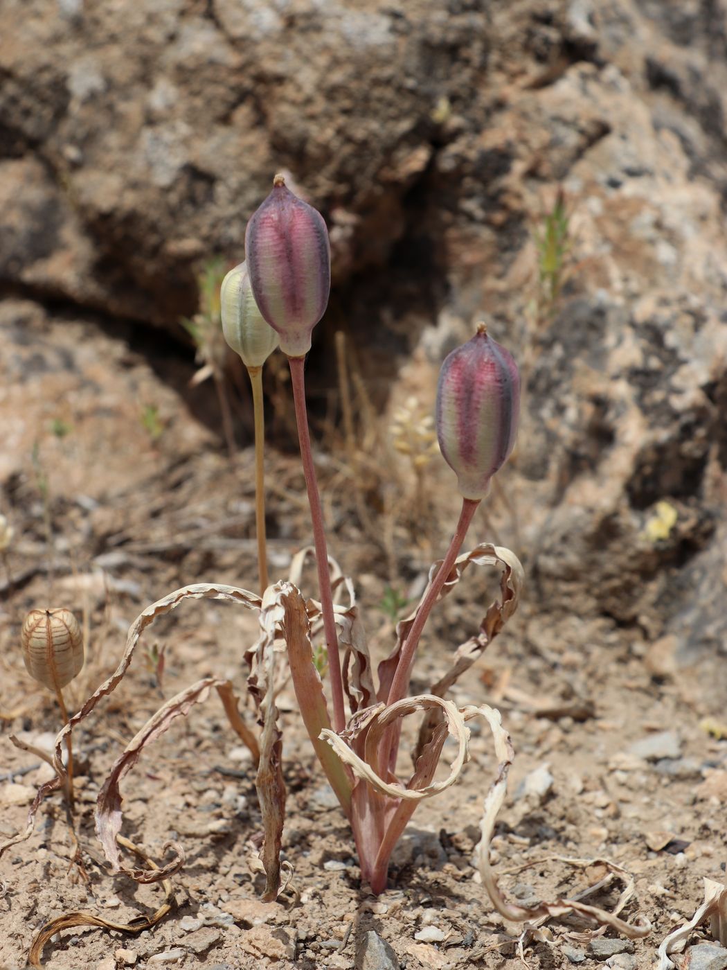 Image of Tulipa korolkowii specimen.