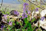 Hesperis steveniana. Верхушка цветущего растения. Крым, городской округ Ялта, Ай-Петринская яйла, гора Кильсе-бурун. 23.04.2023.