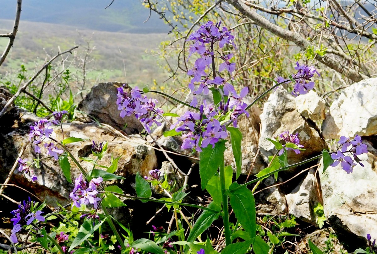 Image of Hesperis steveniana specimen.