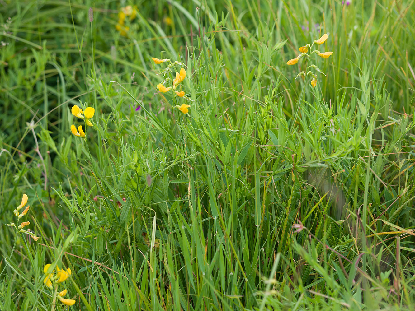 Изображение особи Lathyrus pratensis.