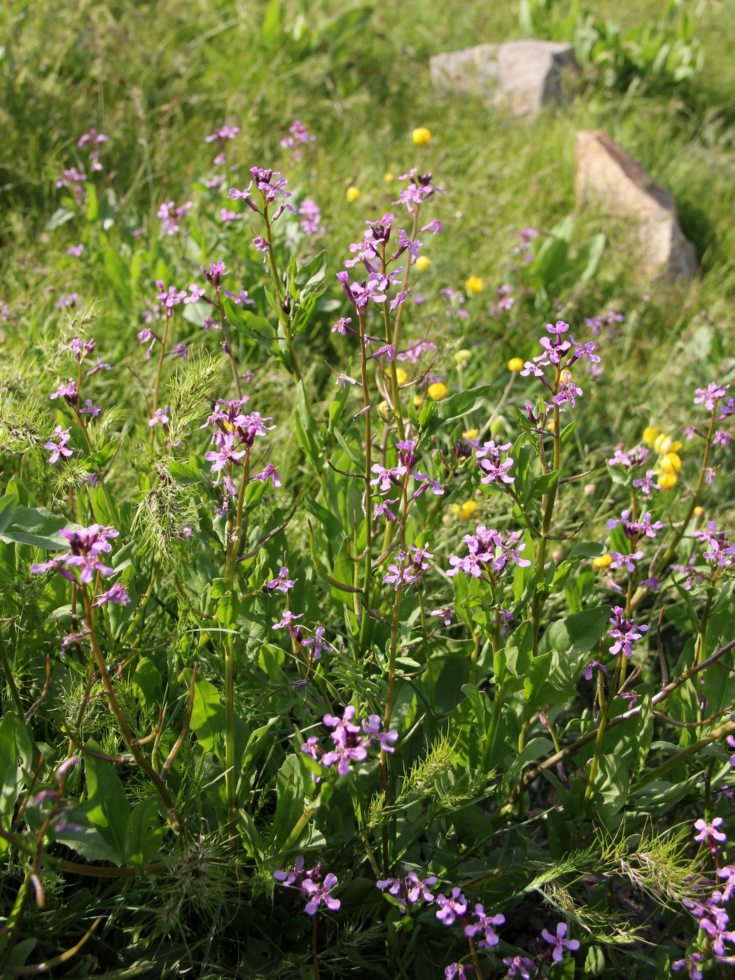 Image of Chorispora tenella specimen.