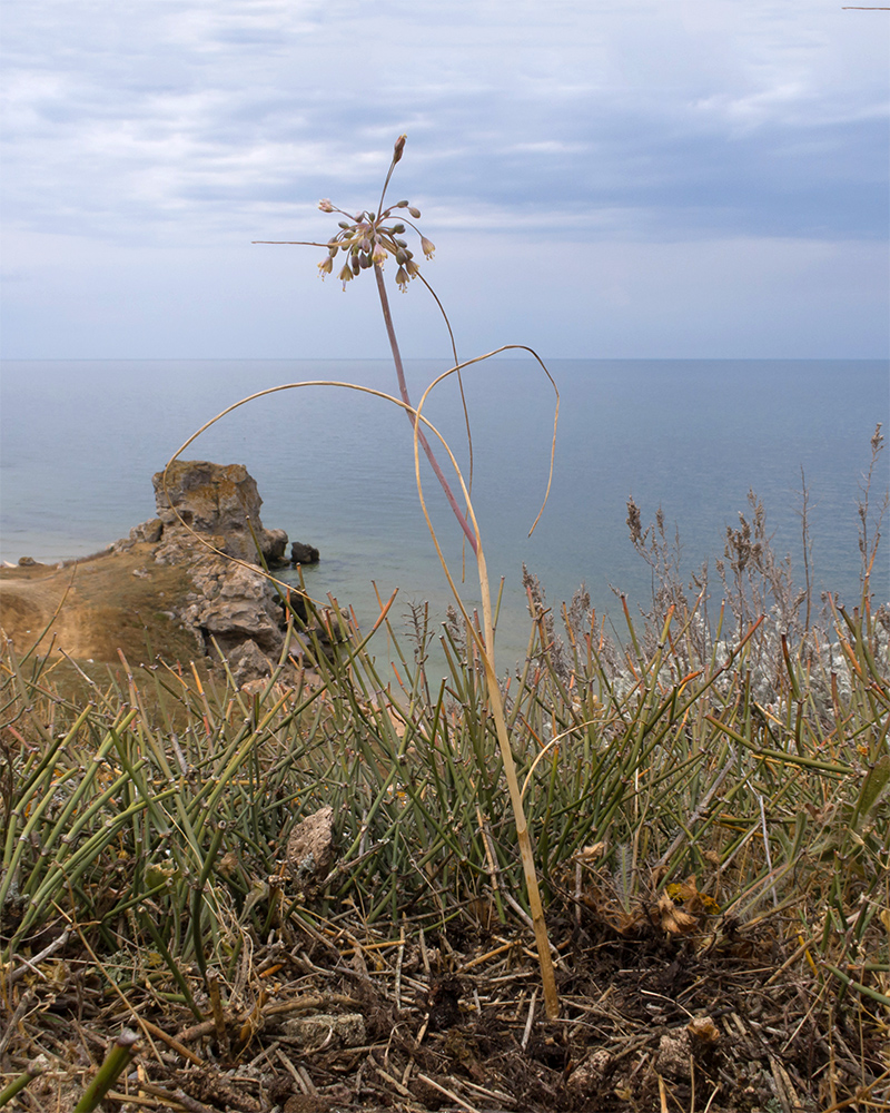 Изображение особи Allium paczoskianum.