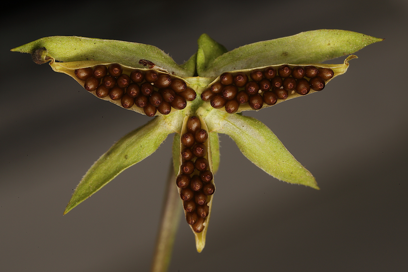 Image of Viola tricolor specimen.