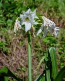 Crinum × powellii. Соцветие. Грузия, Аджария, Батумский ботанический сад, в культуре. 16.06.2023.