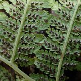 genus Athyrium