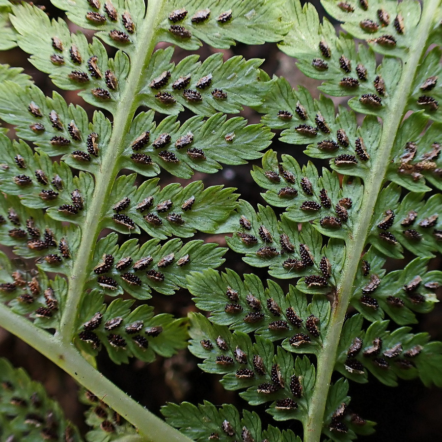 Image of genus Athyrium specimen.