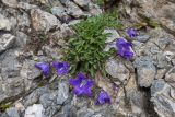 Campanula saxifraga. Цветущее растение. Карачаево-Черкесия, Урупский р-н, хр. Абишира-Ахуба, окр. пер. Агур, ≈ 2950 м н.у.м., в скальной расщелине. 12.08.2024.