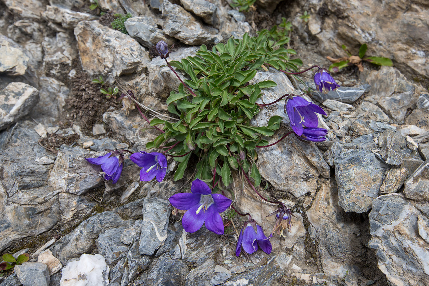 Изображение особи Campanula saxifraga.