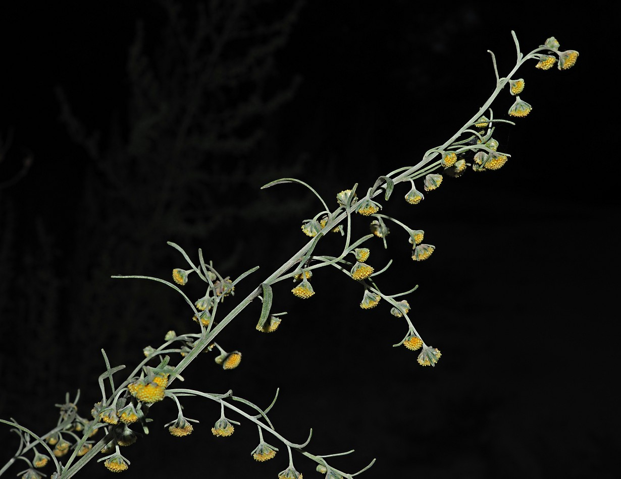 Изображение особи Artemisia sieversiana.