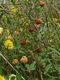 Trifolium campestre. Цветущие и плодоносящие растения. Хабаровский край, окр. г. Комсомольск-на-Амуре, обочина грунтовой дороги. 11.08.2024.